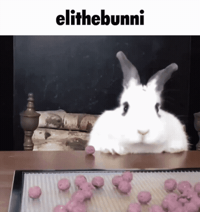 White Rabbit Sitting Near Pink Balls GIF