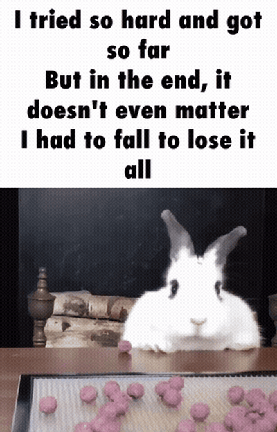 White Rabbit Sitting Next To Tray Of Cookies GIF