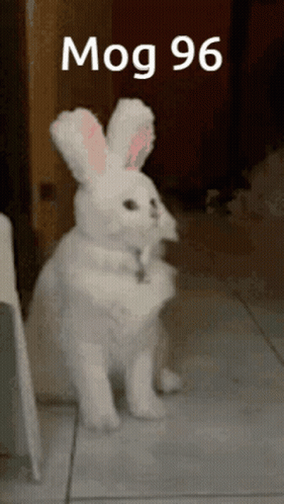 White Rabbit Standing On Hind Legs Mog 96 GIF