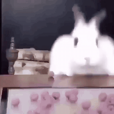 White Rabbit Standing On Table With Marshmallows GIF