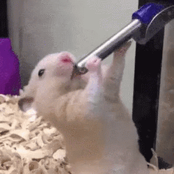 White Rat Swallow Just The Tip GIF