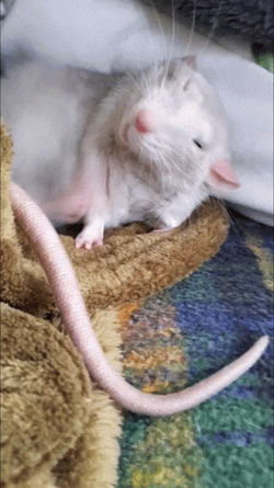 White Rat With A Long Tail Meme GIF