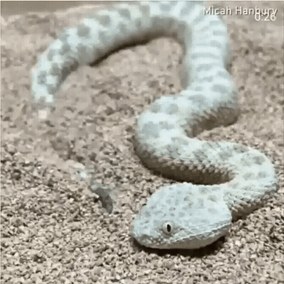 White Rattlesnake Crawling On Ground GIF