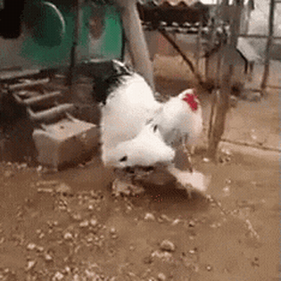 White Rooster Standing On Hind Legs GIF