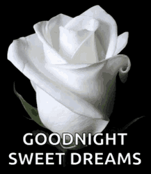 White Rose Good Night Sweet Dreams GIF