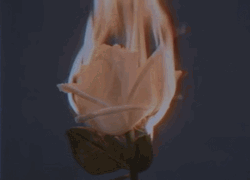 White Rose In Flame GIF