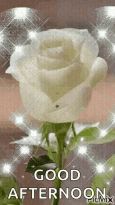 White Rose Saying Good Afternoon GIF