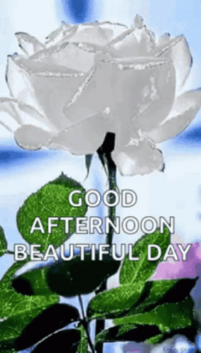 White Rose Surrounded By Green Leaves Good Afternoon GIF
