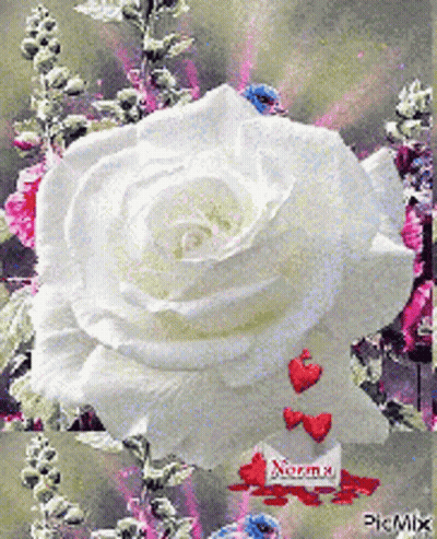 White Rose Surrounded By Red Hearts With Norma Sign GIF