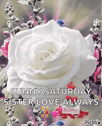 White Rose With Sunny Saturday Sister Love GIF