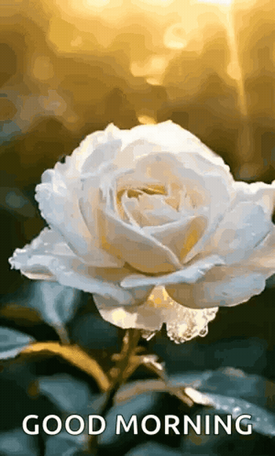 White Rose With Water Drops Good Morning GIF