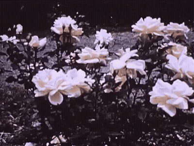 White Roses Growing In Garden GIF