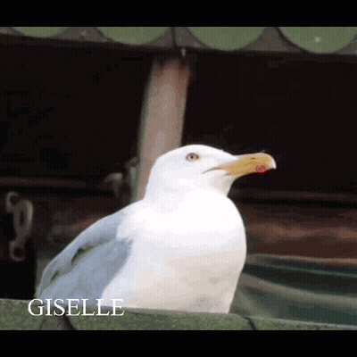 White Seagull With Red Beak Named Giselle GIF