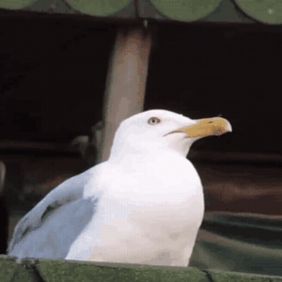 White Seagull With Yellow Beak Sitting On Ledge GIF