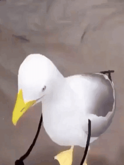 White Seagull With Yellow Beak Standing On Rock GIF