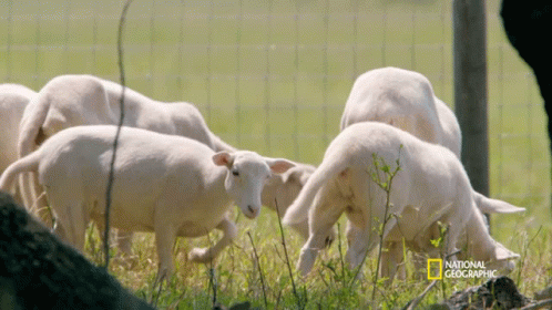 White Sheep Grazing In Field With National Geographic GIF