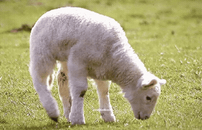 White Sheep In Grassy Field With Sheep Text GIF