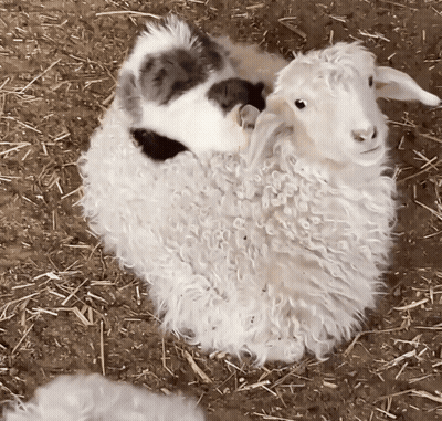 White Sheep Lying On Black And White Sheep GIF