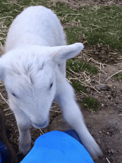 White Sheep Next To Blue Shirt GIF