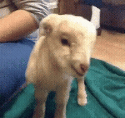 White Sheep Sitting On Green Blanket GIF