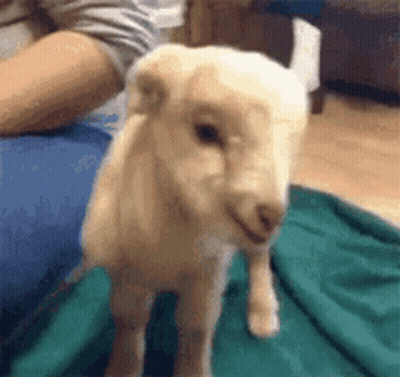 White Sheep Standing Beside Person GIF