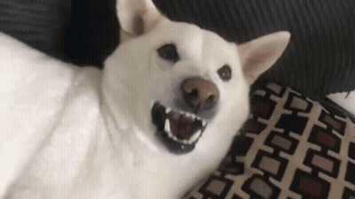 White Shiba Inu Laying On Couch GIF