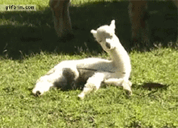 White Sleepy Alpaca GIF