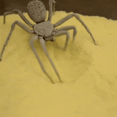 White Spider Crawling On Yellow Surface GIF