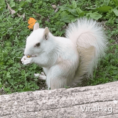 White Squirrel Eating Nut In Grass With Viralhog Logo GIF