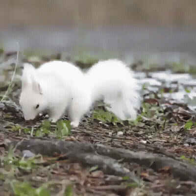 White Squirrel Standing In Grass Looking For Food GIF