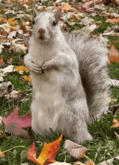 White Squirrel Standing In Grass With Leaves GIF