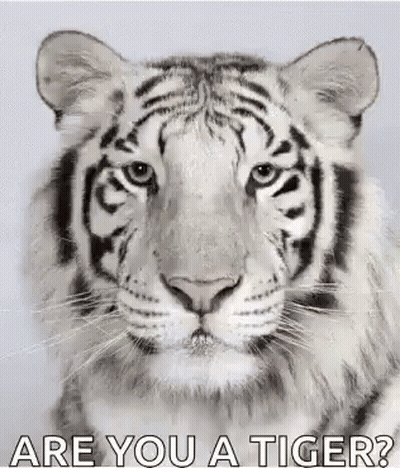 White Tiger Face Are You A Tiger GIF