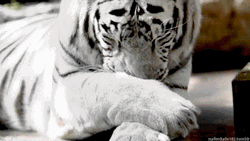 White Tiger Licking Feet GIF