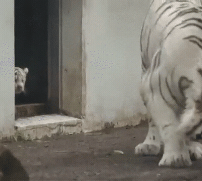 White Tiger Standing By Door GIF