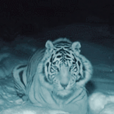 White Tiger Walking Through Snow At Night GIF
