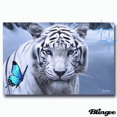 White Tiger With Blue Butterfly GIF