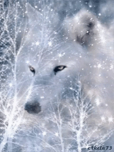 White Wolf Akela 73 In Snow GIF