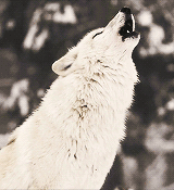 White Wolf Howling GIF