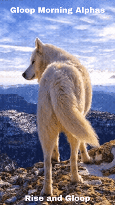 White Wolf On Mountain Saying Rise And Gloop GIF