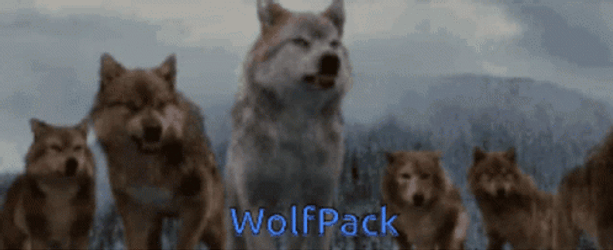 White Wolf Pack Leader GIF