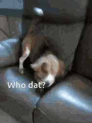 Who Dat Puppy Heard Something GIF