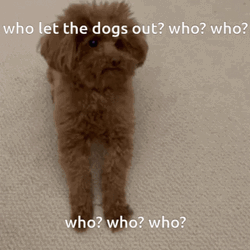 Who Let The Dogs Out Cute Poodle GIF