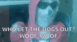 Who Let The Dogs Out Woof Woof Cool Party Dog GIF