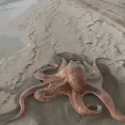 Who's Coming With Me To The Sea GIF