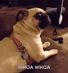 Whoa Whoa Pug Dog Looking Back Turn GIF