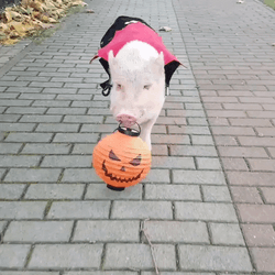 Whoop That Trick Dog Halloween GIF