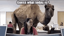 Whoop Whoop Annoying Hump Day Camel GIF