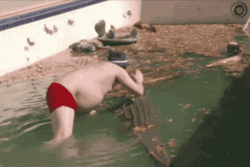 Whos Your Daddy Funny Guy On Crocodile Pool GIF