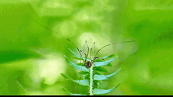 Whos Your Daddy Spider On Leaf GIF