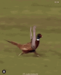 Why Are You Running Frantic Pheasant GIF